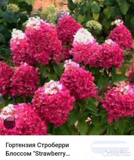 Саженцы гортензий 15 видов