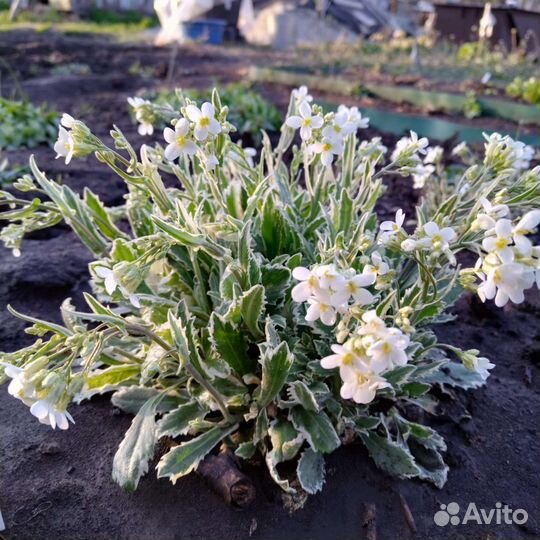 Почвопокровные растения