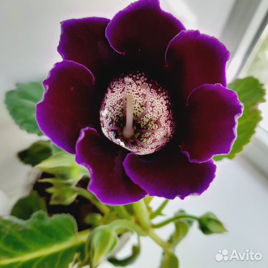 Глоксиния,тидея