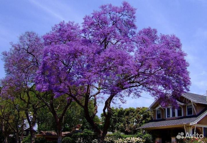 Саженцы-деревья Павловнии