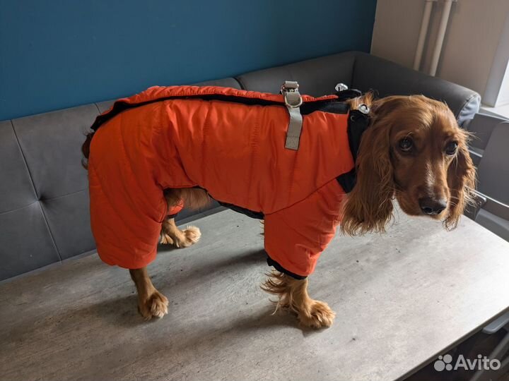Одежда для средних собак