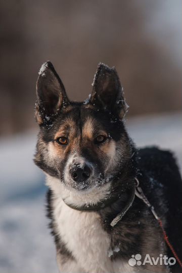 Красавец Альбус ищет дом