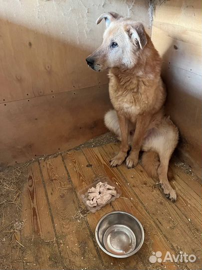 Златан из приюта никому не нужен