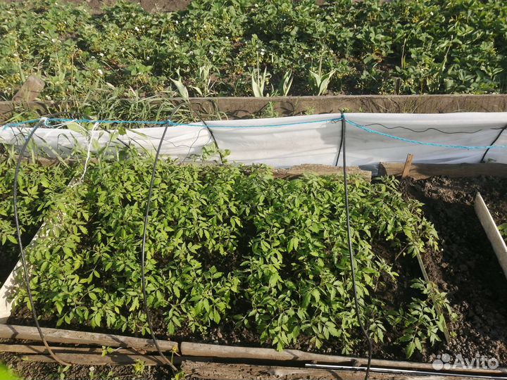 Рассада помидор