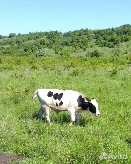 Телята мясной породы бычки