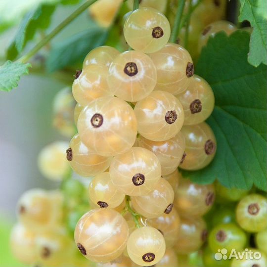 Смородина Селеченская черная/белая/красная саженцы