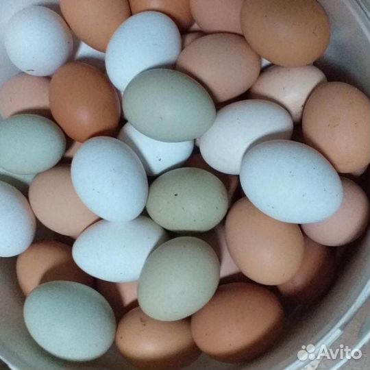Яйца домашние