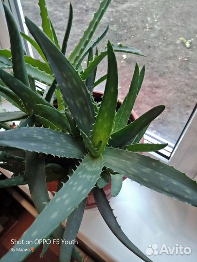 Алоэ,комнатные цветы