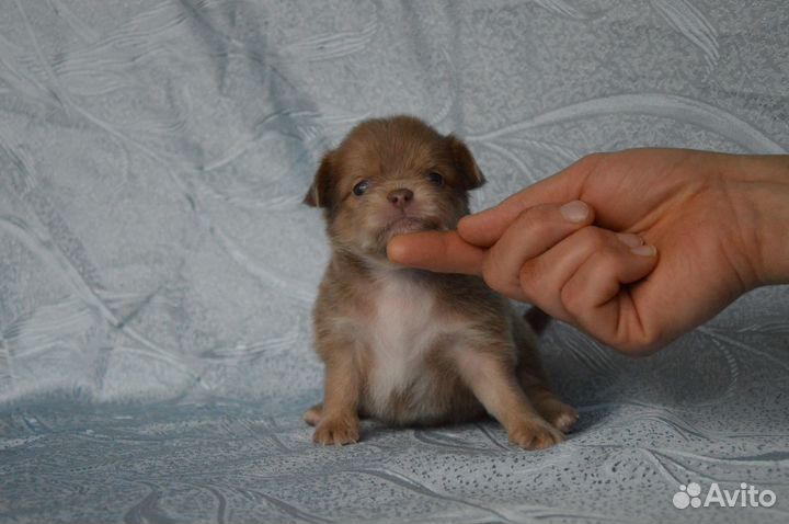 Лиловая красотка, сладкие детишки