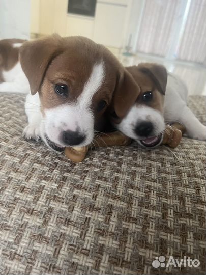 Джек Рассел терьер