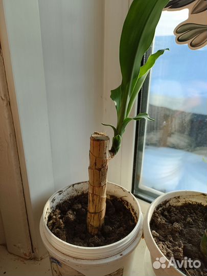 Пальма драцена душистая