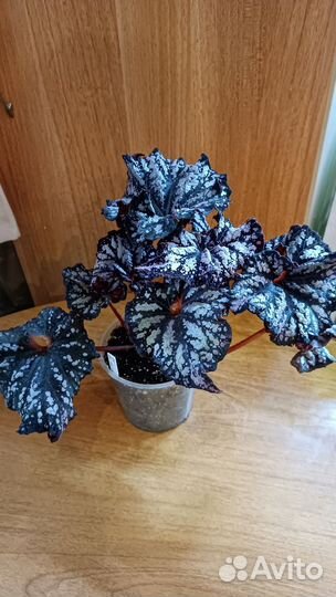 Бегонии сортовые бронь (все сорта)