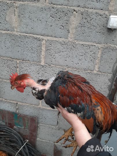 Куры и петухи