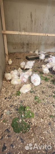 Утята муларды густая цыплята