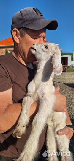 Козочки и козлик нубийские