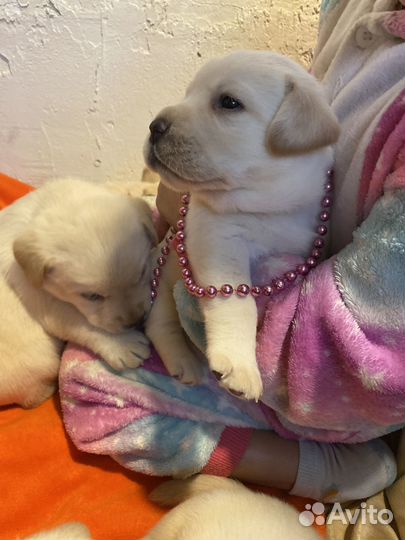 Щенки лабрадора