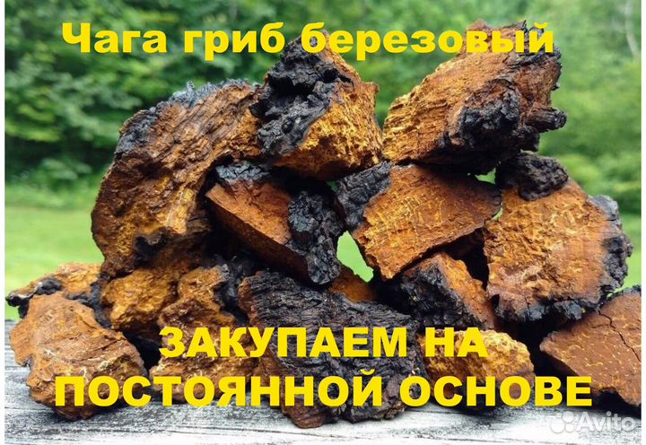 Чага гриб березовый