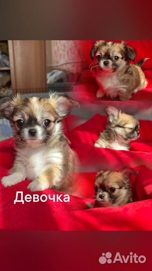 Щенки чихуахуа