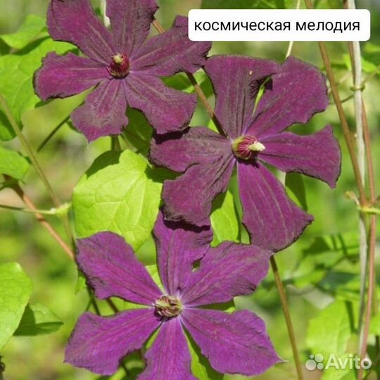 Саженцы клематисов