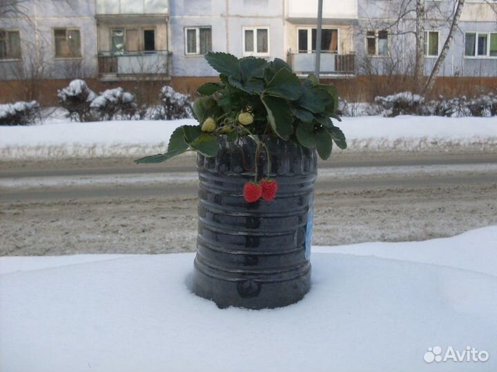 Земляника круглый год