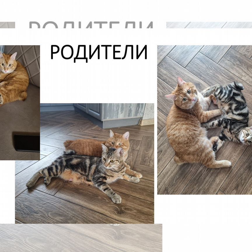 Котята породы Курильский бобтейл