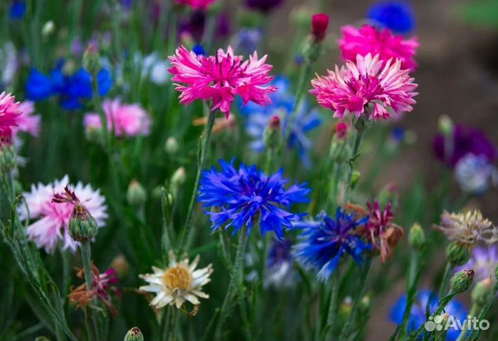Васильки цветы садовые многолетние