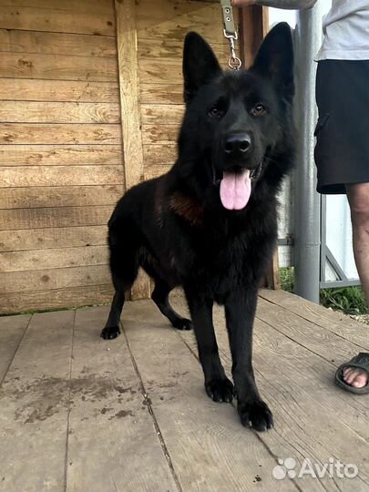 Немецкая овчарка вязка кобель