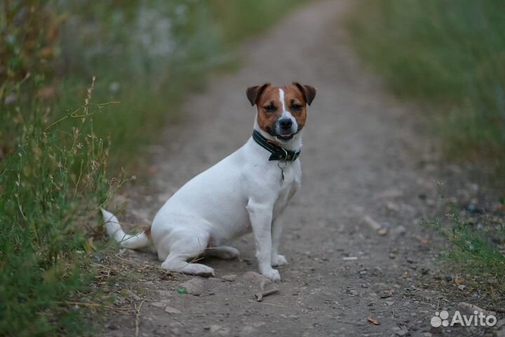 Щенки джек рассел терьер гладкошерстный