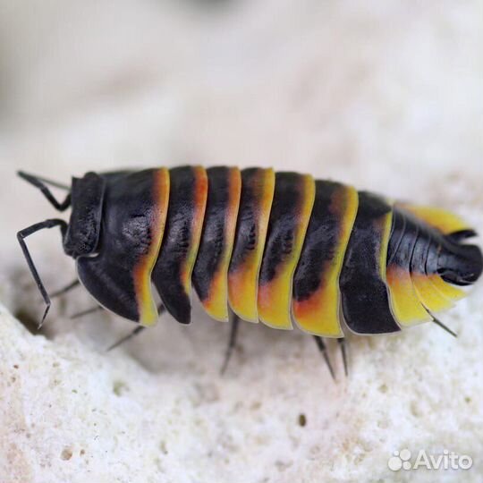 Merulanella sp.Red Diablo,Blister, Ember bee