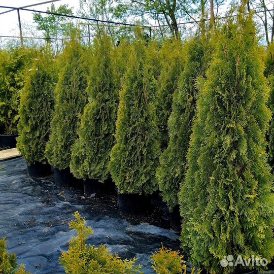 Туя смарагд 2 метра