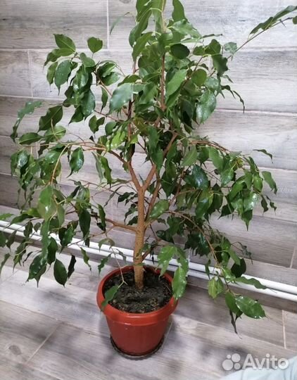 Фикус Бенджамина