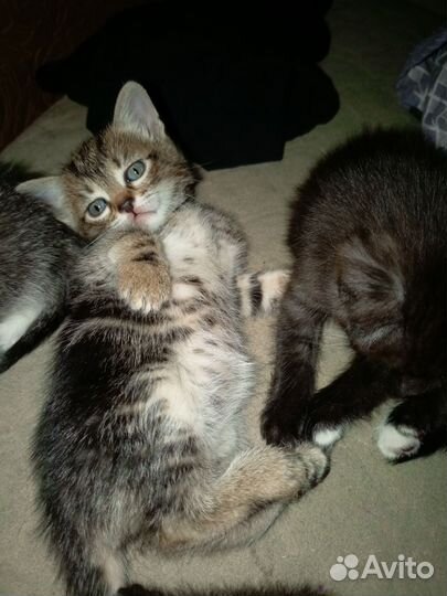 Котятки в добрые руки