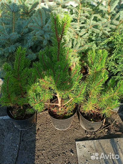 Сосна горная Мугус,Пумилио