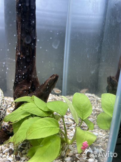 Аквариум Aquael 20 литров