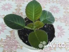 Красавица Глоксиния махровая