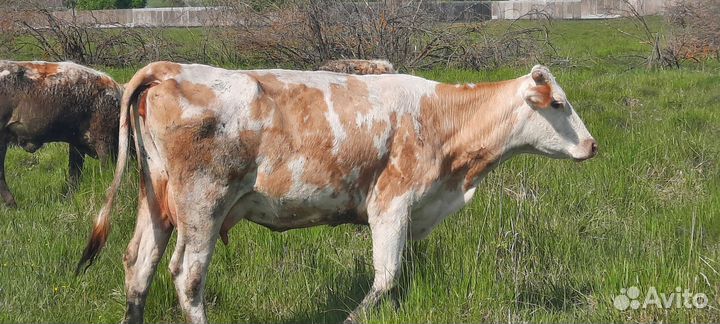 Корова дойная с теленком