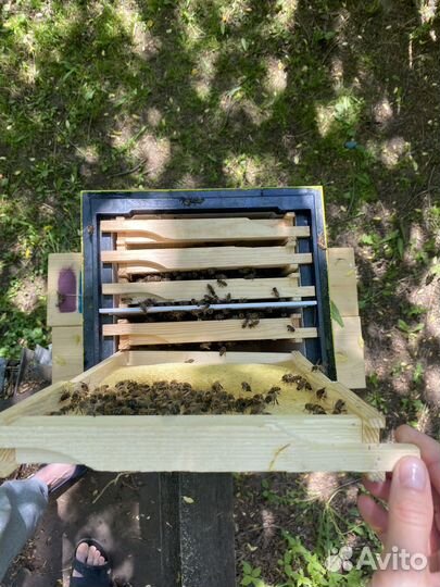 Мед в сотах