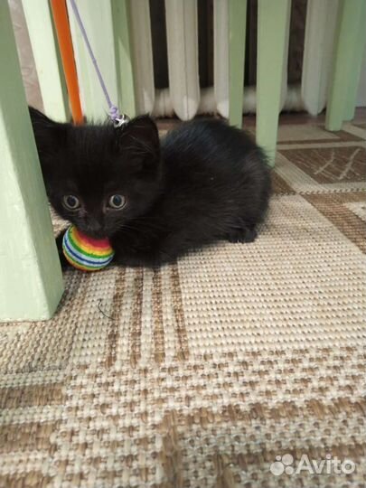 Котенок ищет дом