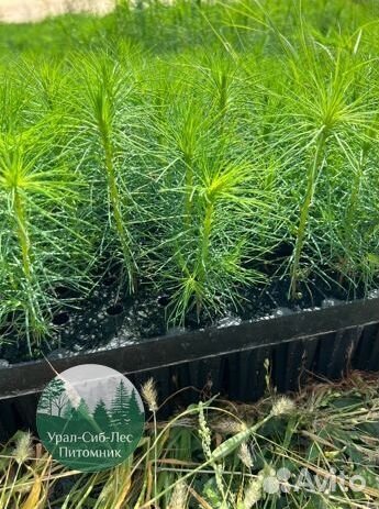 Зкс и окс Сосна Ель Лиственница сеянцы Голуб горн