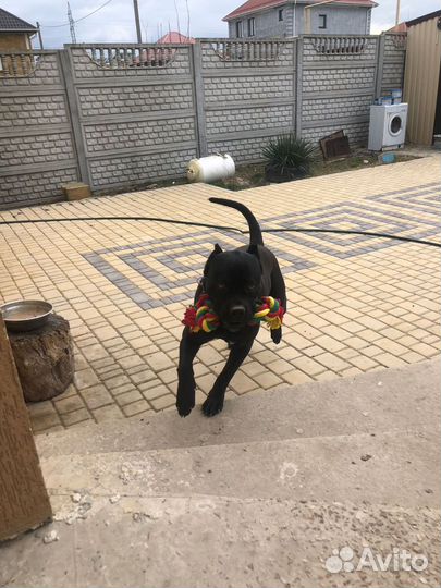 Корм для собак больших и средних пород