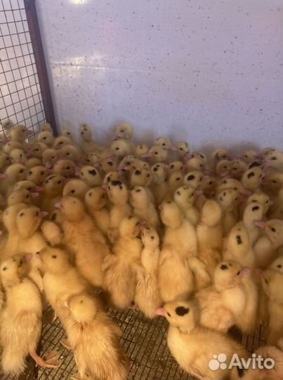 Муларды, гусята, индюшата, утята, бройлер, куры
