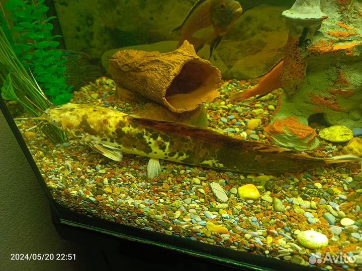 Аквариумные сомы