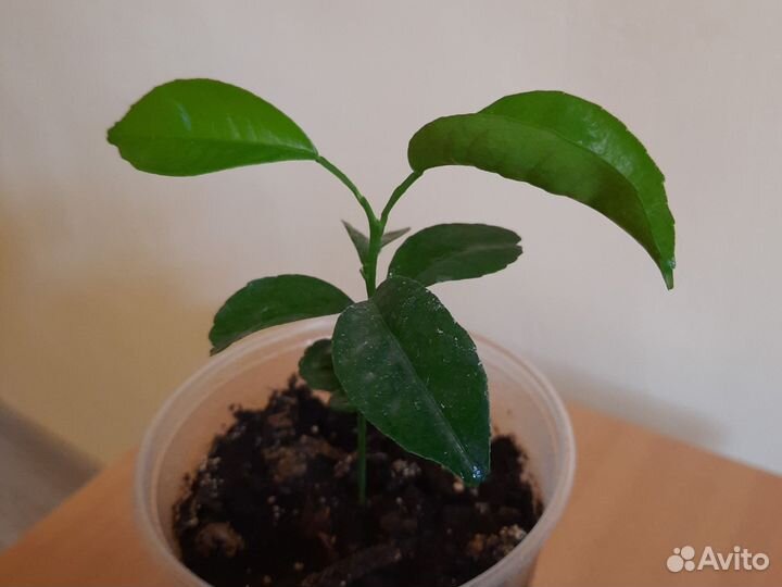 Саженцы мандарина