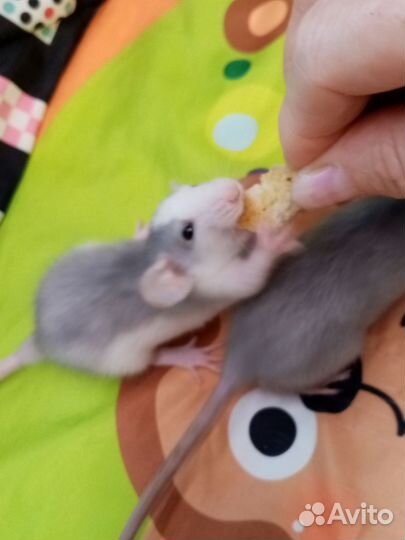 Крыса дамбо