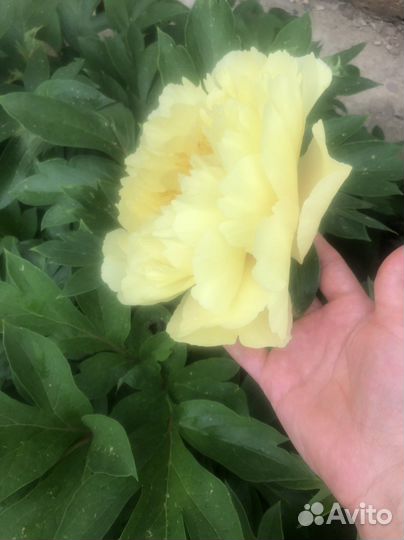 Пион бартзелла