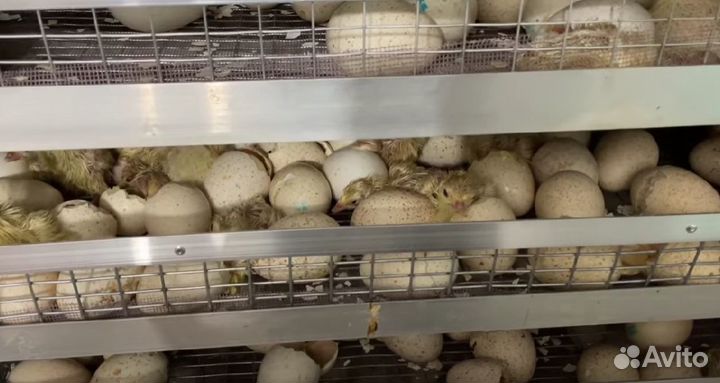 Инкубатор для яиц автоматический на 250 кур яй