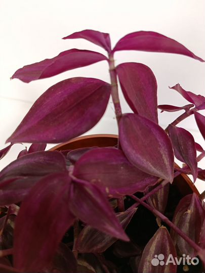 Традесканция Зебрина Burgundy / Purple Passion