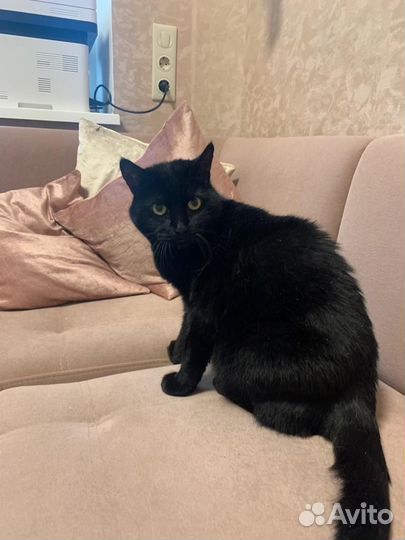 Кошки в добрые руки бесплатно