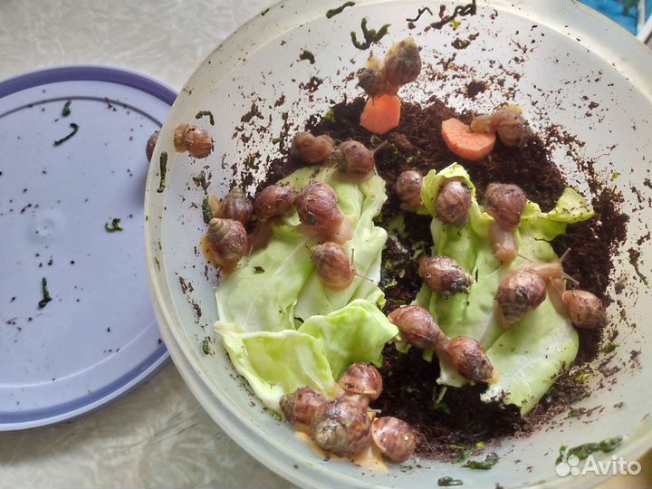 Улитки ахатины