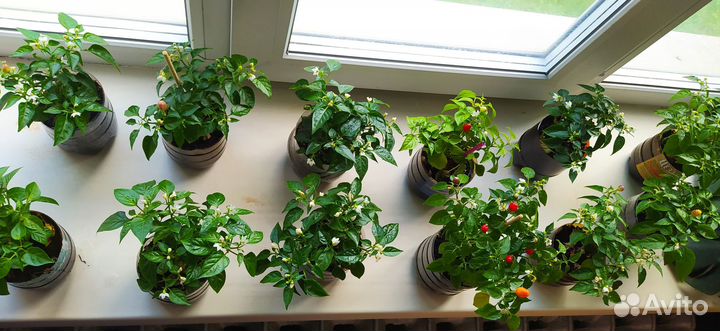 Перец комнатный острый